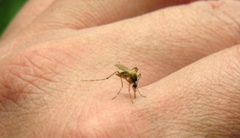 Alerta sanitario: ya son más de 430 los casos de chikungunya en Argentina