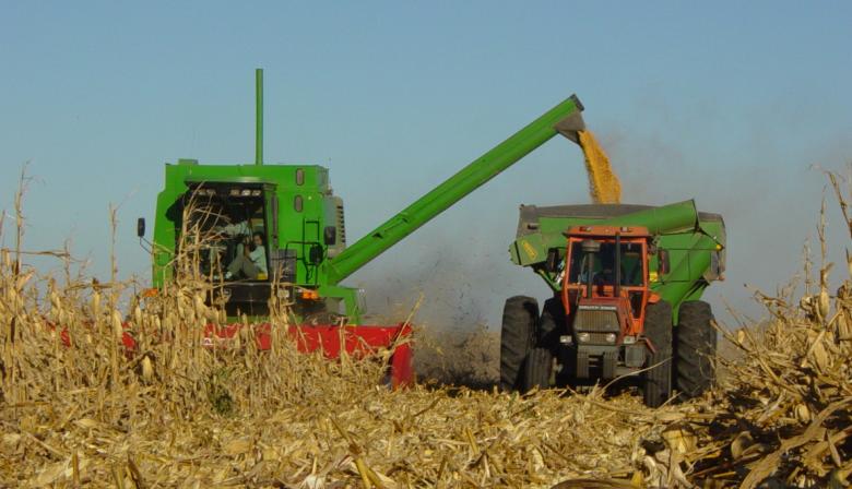 Recalculando: la BCR anticipó un nuevo récord para la cosecha de maíz