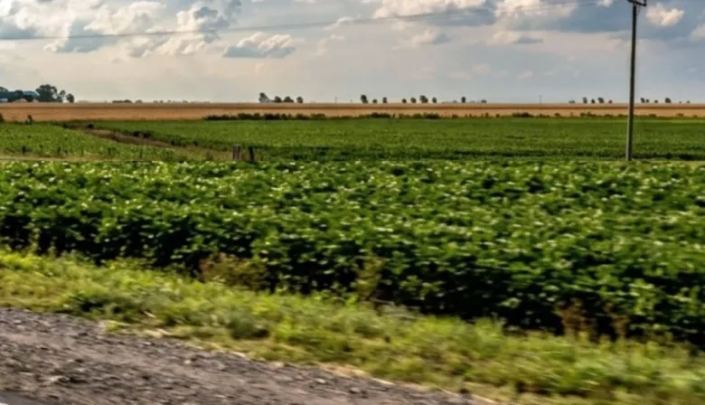 “Son miles de hectáreas”: buscan una ley para volver a sembrar en las banquinas