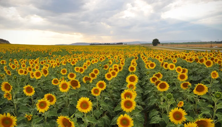 Girasol: CIARA-CEC proyecta USD 5.000 millones y pide retenciones cero