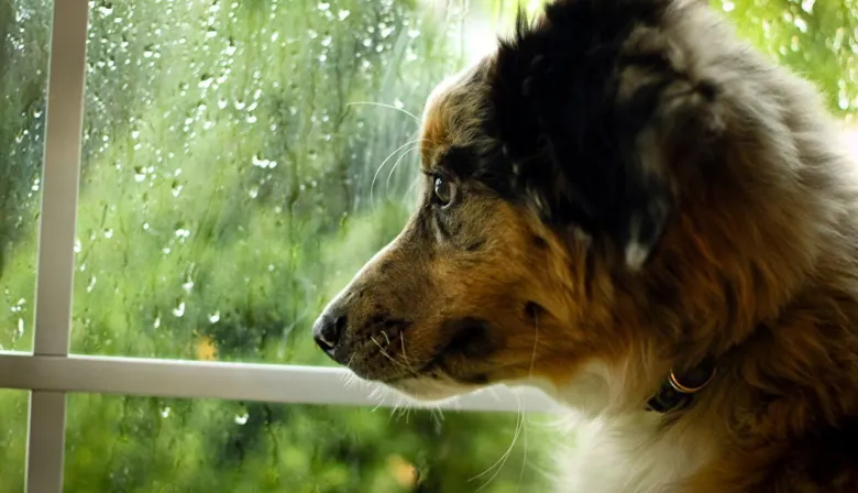 Javier Rodríguez y el perro narrador: la discusión que cambió en la literatura