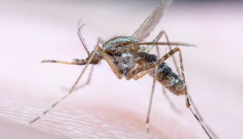 Perú y Brasil: el dengue acelera y deja una pregunta en toda la región