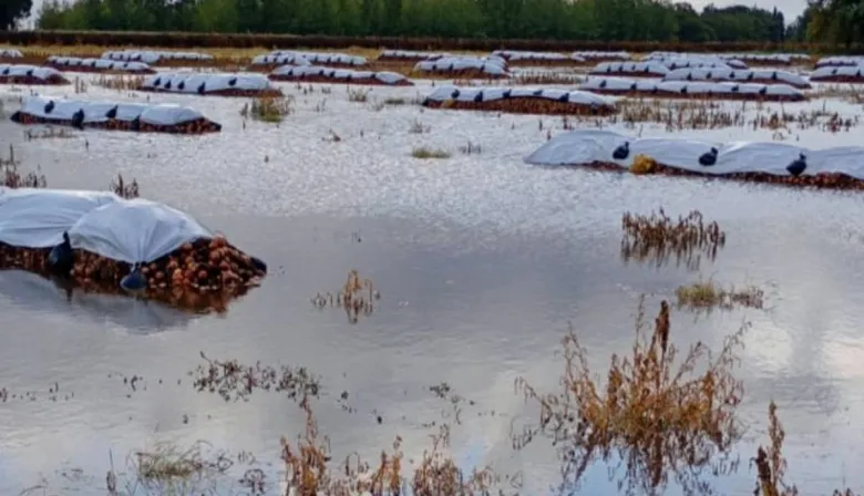 Alarma por la cebolla: miles de hectáreas quedaron bajo el agua en Villarino