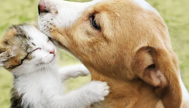 Día del Animal: la historia argentina detrás de una fecha con sello propio