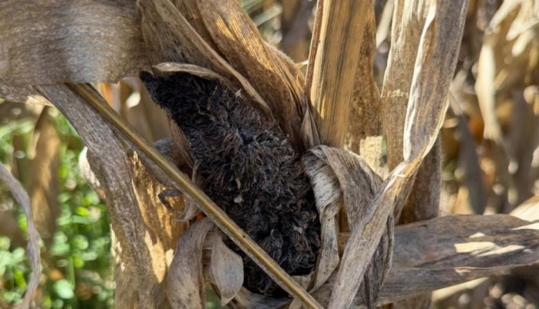 AAPRESID encendió una alerta en maíz: qué está pasando en Córdoba