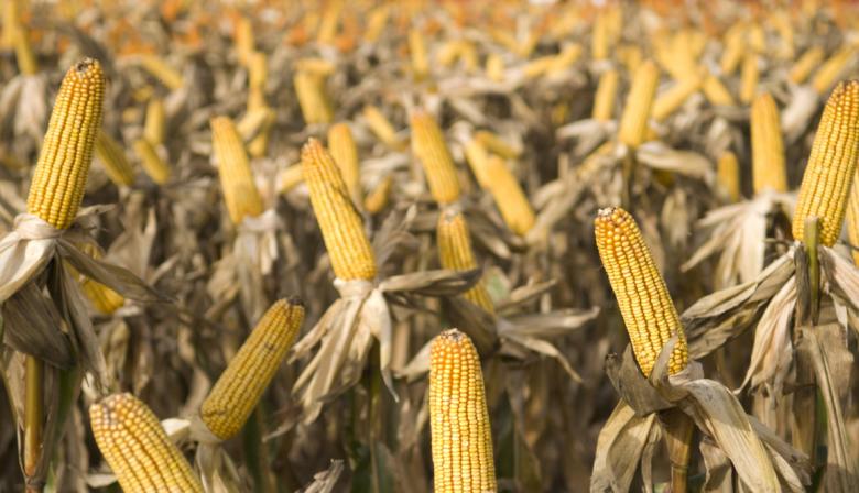 Maíz argentino: la BCR anticipa un récord que depende de Brasil y EE.UU.