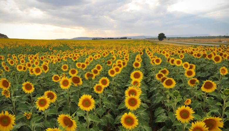 Cuáles serán los ejes del congreso del girasol que ASAGIR organiza en Mar del Plata