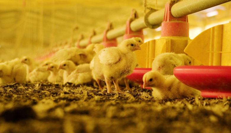 SENASA confirmó ante la OMSA que Argentina vuelve a ser libre de influenza aviar