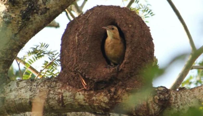 ¿Horneros zurdos o diestros? La fascinante teoría sobre el ave nacional
