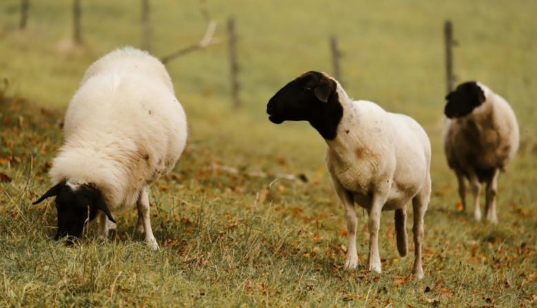 SENASA confirmó scrapie en ovinos importados: que pasará con las exportaciones