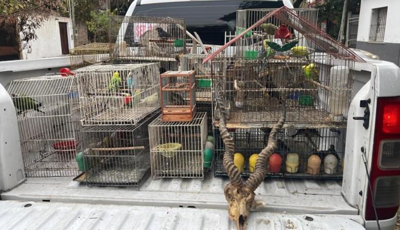 Gendarmería Nacional desarmó una red de fauna ilegal con envíos a varias provincias