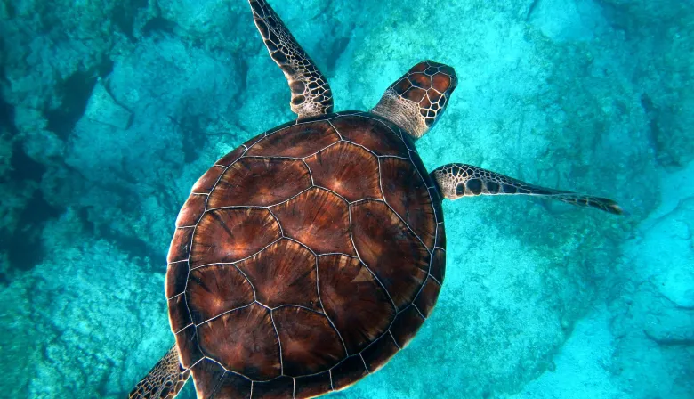 Día de la Tortuga: por qué protegerlas hoy puede salvar el mar mañana
