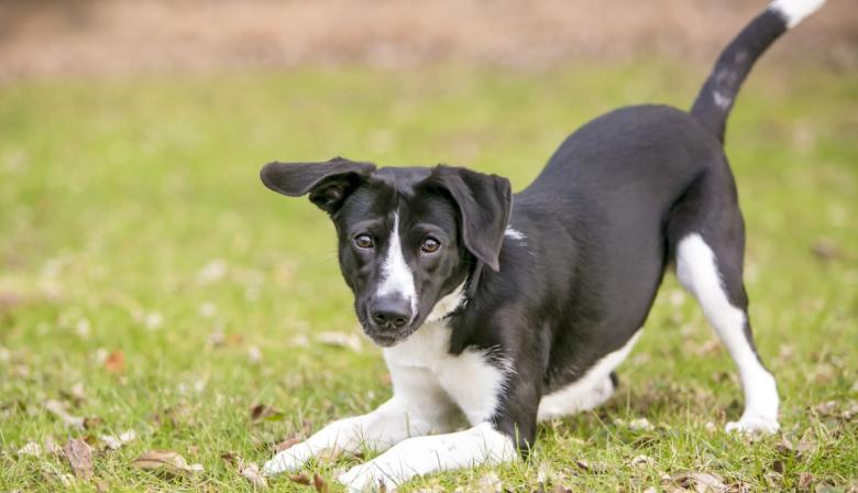 Día del Perro sin Raza: cuidados que no distinguen entre mestizos o de linaje