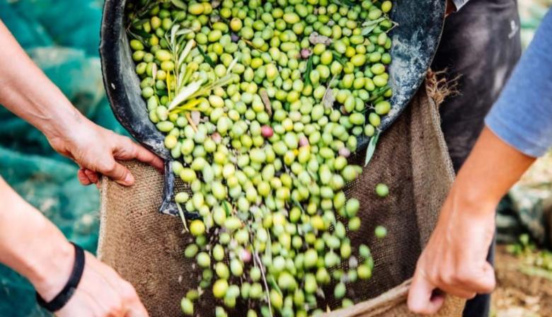 Día de la Olivicultura: cómo el olivo impulsa empleo, turismo y exportaciones