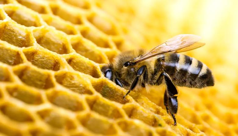 Día Mundial de las Abejas: la clave para cuidar alimentos y economías regionales