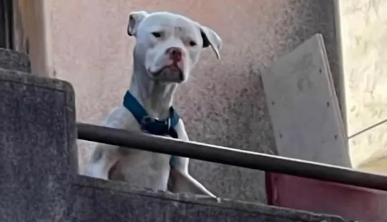 “Agosto”, el perro que sobrevivió al horror: el hallazgo en la casa de Claudio Barrelier