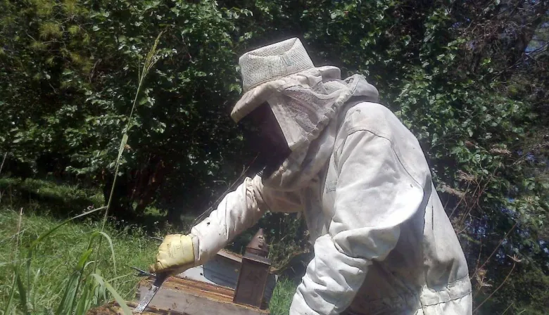 "Es algo que te refresca la vida": el desafío de producir miel en el AMBA