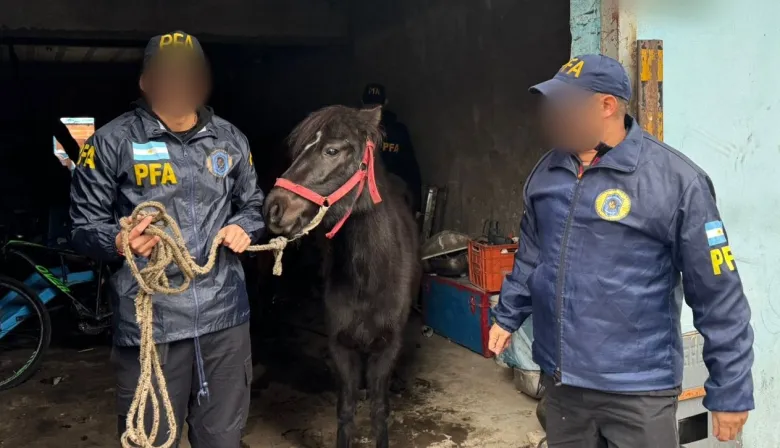 Rescataron aves exóticas y otros animales en una casa de Ciudad Evita