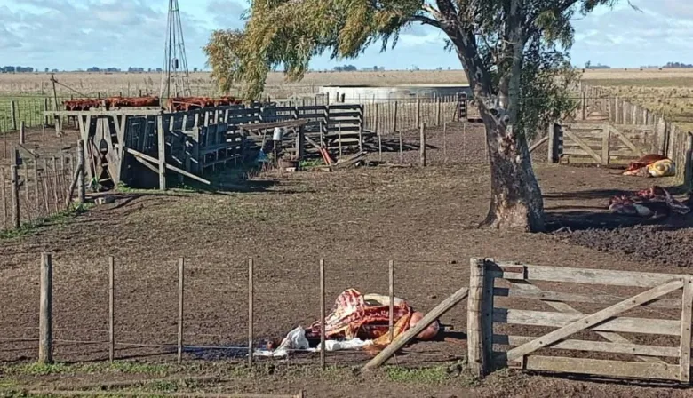 "Nos vigilan para robarnos”: bronca en Olavarría tras un brutal abigeato