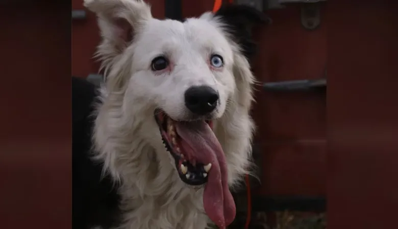 Tsunami, el perro rescatista que encontró con vida a un hombre en Caracas