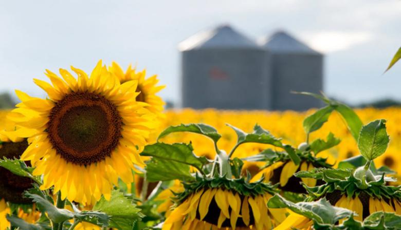 ASAGIR y USDA: los detalles del informe que mejora las proyecciones del girasol argentino