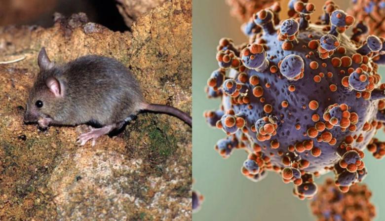 Hantavirus: ya se confirmaron 47 casos en lo que va de 2026 y crece la vigilancia sanitaria
