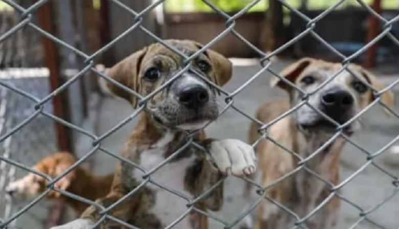 Un municipio prohibió las rifas con animales y aplicará multas de hasta $330.000
