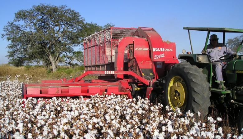 Paritaria del algodón: cuánto cobrarán los trabajadores desde septiembre