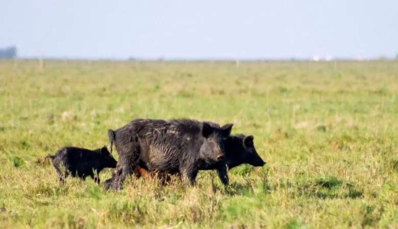 Río Negro busca vender carne de jabalí: ¿qué pasará en la provincia de Buenos Aires?