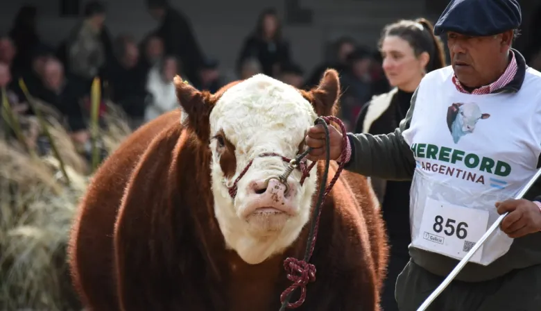 Expo Palermo: Hereford exhibe 133 reproductores y apuesta a la genética