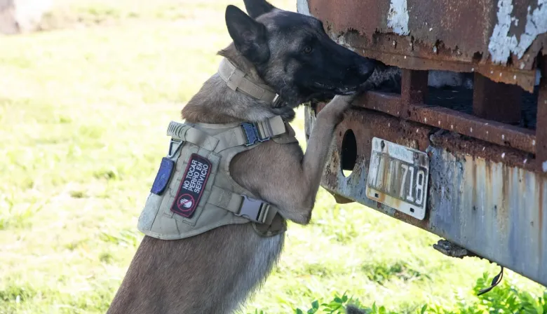 Perros policías bajo estrés: el histórico protocolo que lanzó el Gobierno