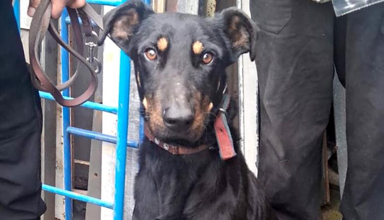 Allanan un depósito en Villa Lugano y rescatan a un perro maltratado