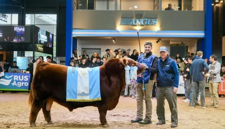 "Apareció Alvarito”: la historia de los veterinarios que criaron al toro récord argentino