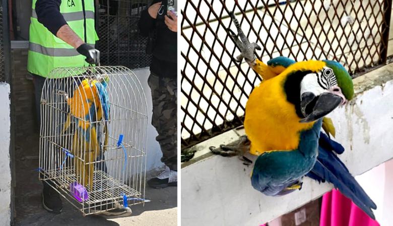Rescatan a un guacamayo cautivo en Barracas y lo trasladan al Ecoparque