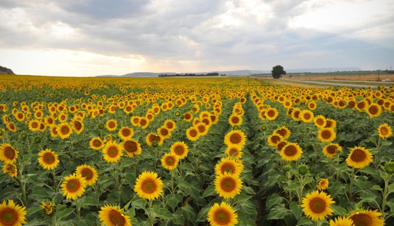 Girasol: anticipan campaña con más hectáreas y niveles récord de molienda