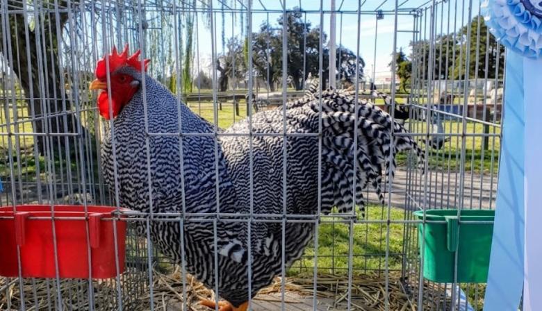 “Va a costar ver otro así”: vendió un gallo de raza en más $3 millones y marcó un récord