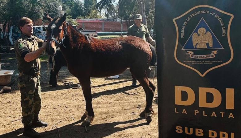 "Una asociación ilícita": Crece el robo de caballos y la venta de carne en el conurbano