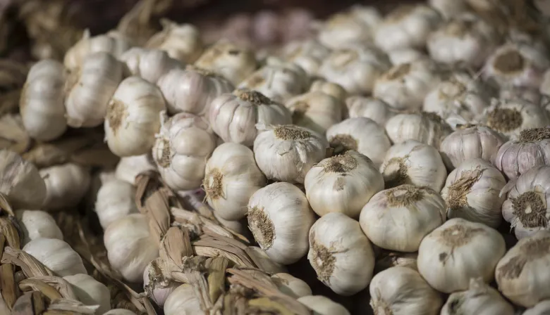 Cosechar a pérdida: la rentabilidad para el productor de ajo se hundió un 68,7% en 2025