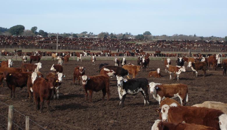 Feedlots llenos, pero una incógnita: ¿qué pasará con la carne vacuna en los mostradores?