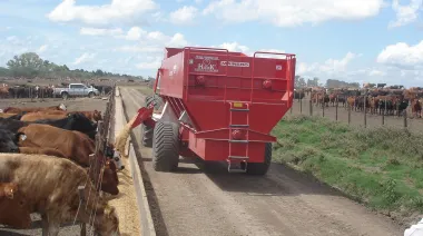 En 2025, el negocio del feedlot ratificó una mejora en sus márgenes rentables