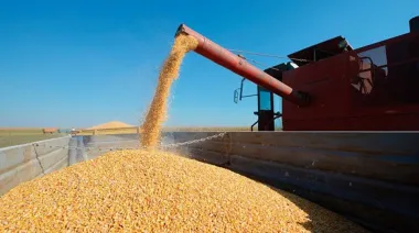 Sube la soja, cae el trigo: las proyecciones 2025/26 del USDA que miran los mercados