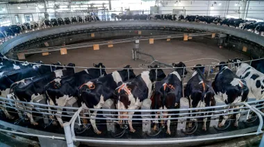 Cómo funciona el crédito para tambos que se paga con litros de leche