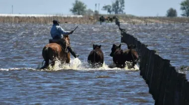 Soja bajo el agua: la Bolsa de Cereales de Buenos Aires advirtió por 1,2 millones de hectáreas en riesgo