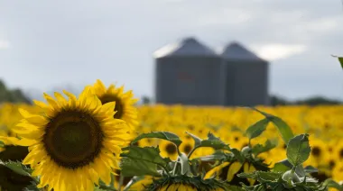 Campaña histórica: el girasol logró su mejor cosecha en casi 25 años