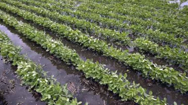 Tras lluvias récord en la región núcleo, peligra la cosecha de soja por anegamientos