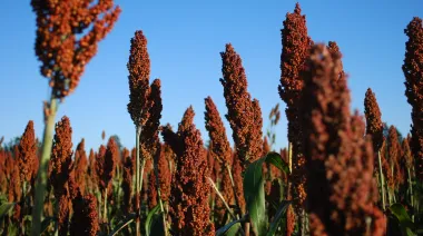 El sorgo ganó terreno y cerrará una campaña de 3,2 millones de toneladas