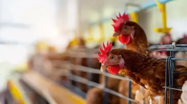 Brasil descarta testear vacas por gripe aviar pese a brote en Estados Unidos