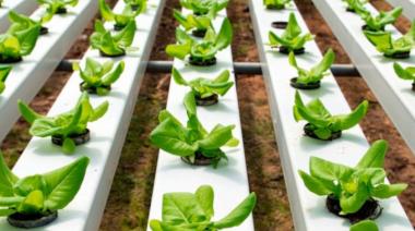 Córdoba: presentan soluciones sostenibles en el 2° Congreso de Hidroponía