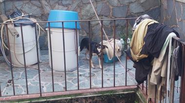Tras la denuncia de vecinos, rescatan a perros que eran maltratados en Boedo