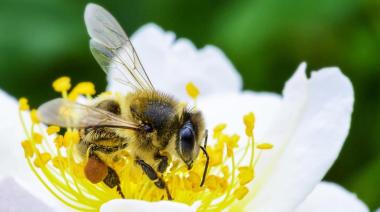 Por qué se conmemora hoy el Día Mundial de las Abejas